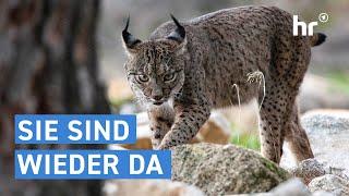 Lynxes are back in German forests | everything you need to know