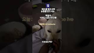 백설이. 너 하고 싶은 거 다 해 ! #기부캠페인