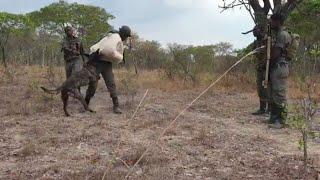 Murwi, our Anti-Poaching Dog, undergoing training