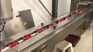 Tomato packing line with Automotion in-feed