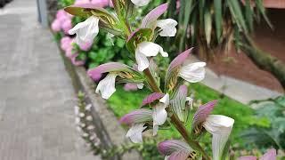 Acanthus spinosus (Spiny bear's-breeches)