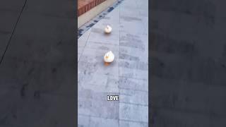 Call duck   #shortvideo #animalove #animals #funny #pets #funnyanimals