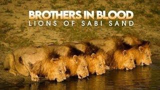 Brothers In Blood : Lions of Sabi Sand ll full Hindi documentry ll story of Mapogo brothers #mapogo