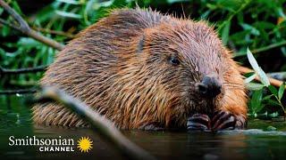 The Teeth of This Beaver Have a Metallic Coating  Carpathian Predators | Smithsonian Channel