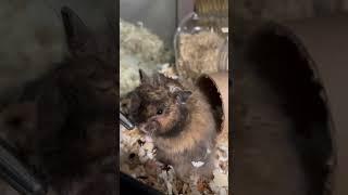 Grumpy sleepy hamster doesn’t want to be held |  Three