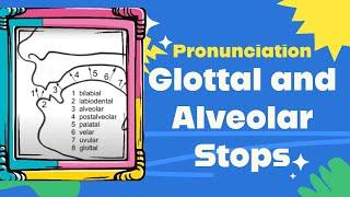 Glottal and Alveolar Stops (Pronunciation)