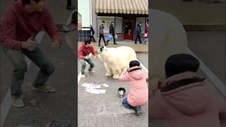 Bear Magic Tricks That’ll Leave You Speechless!  #MindBlown