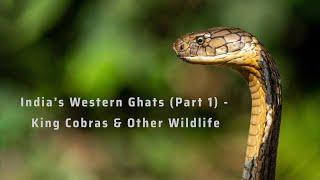 India's Western Ghats: King Cobras & Other Wildlife