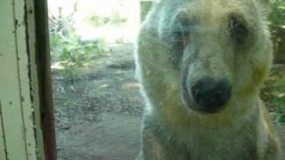 Hybrid Bears Tipps & Tapps Zoo Osnabrück