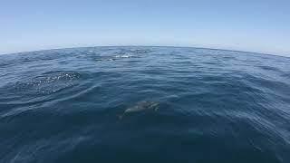 Honda Aquatrax - When Dolphins come out to play - Stockton Beach NSW.