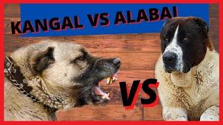 KANGAL VS ALABAI