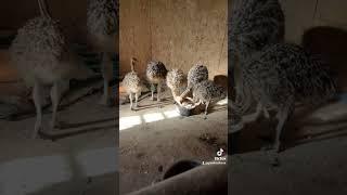 challenges of raising ostrich chicks #ostriches #shorts