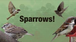 Amazing Facts About Sparrows That Are Worth Knowing!