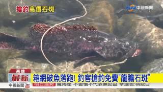 箱網破魚落跑! 釣客搶釣免費"龍膽石斑"│中視新聞 20170725