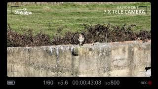 Photographing the hawk with a Mavic 3 Cine Drone from a distance with the telephoto lens