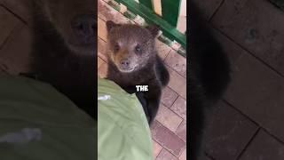 When bear went home with someone. #animals #warm #pet #shortvideo #bear #shortvideo #shorts