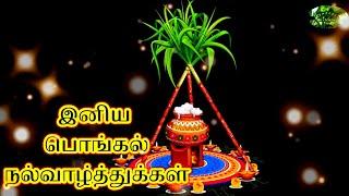 Happy Pongal 2021|Pongal  WhatsApp StatusTamil|Mattu Pongal Status|Happy Sankranthi|Pongal Animation