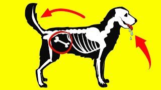 10 Common Dog Behaviors Explained (Understand Your Dog Better)