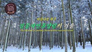 아름다운 제주 –절물자연휴양림의 겨울/The Winter of Jeolmul Natural Recreation Forest/절물자연휴양림의 설경-