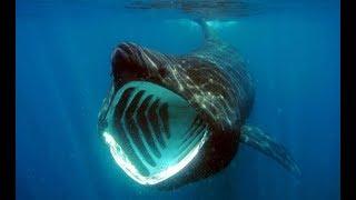 Facts: The Basking Shark