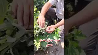 Figs Recipes  #youtube #fruit #garden #figfruit #farming #figlife