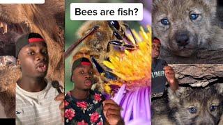 Animal facts compilation that will make you go hmm part 3 - mndiaye 97 compilation