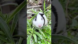 Guinea Pig - Hamter Bear  #cuteanimals #guineapiggyfan #animals #cute #pets #guineapig #capybara