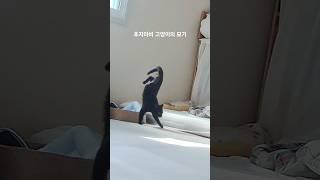 우리 강인이 대단해 #vlog #고양이 #cat #진기명기