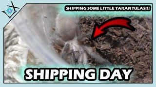 Shipping TARANTULAS To Subscriber TODAY!!!【Tarantula Shipping】