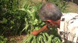 Selecting Best Celtuce for Seed