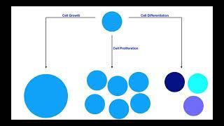 Cell Growth VS Cell Proliferation VS Cell Differentiation