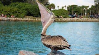 A Pelican Eating Fish