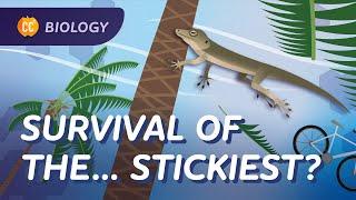 Natural Selection: Life's Way of Stayin' Alive: Crash Course Biology #13