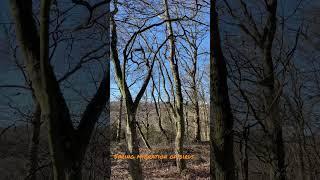 Standing in a forest while 1000s of songbirds are streaming through it for spring migration up north