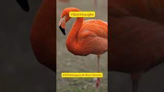 "Flamingos: Mastering the Art of Balance and Precision!" #shorts #reels #tinylaughs #jokes