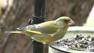 GRÖNFINK  European Greenfinch  (Chloris chloris)  Klipp - 1617