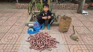 take care of chickens, Harvest sweet potatoes to sell Life gradually stabilized in the wooden house