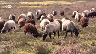 Lüneburg Heath - Nature’s Spectacle | Discover Germany