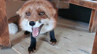 Watch this video when you want to keep foxes as pets