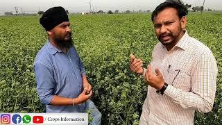 Desi Ajwain di kheti: karnoli Farming @modernagriculture567