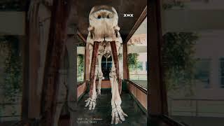 skeleton of elephant 