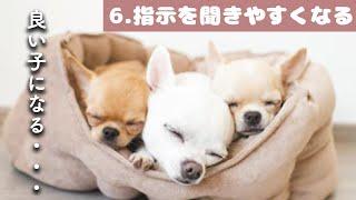 犬も音楽でリラックス｜犬が寝るように設計されているBGM【指示を聞きやすくなる】