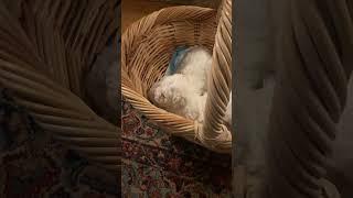 Is anything cuter than a basket of Bichon Frise puppies ???