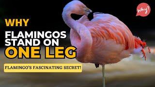 Why Do Flamingos Stand on One Leg? Flamingo Behavior Explained!