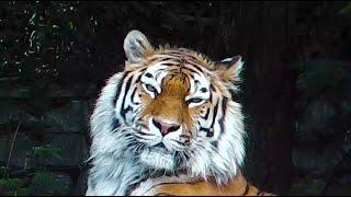 Sibirische Tiger Elena und Coto - Schneeleoparden - Löwen - Zoo Zürich