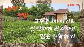 텃밭 고추 줄(3차) 끝판 왕 Garden red pepper string (third) king of the end.