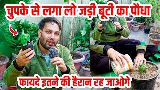 घर में ये जड़ी बूटी का पौधा जरूर लगाएं | Ashwagandha Plant benefits and uses | #ashwagandha #plants