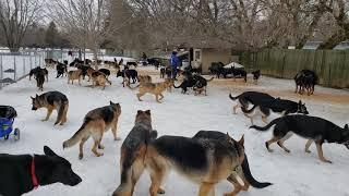 100 German Shepherds playing together