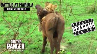 Lions Vs Buffalo: Battle At Marula | Epic Safari Showdown