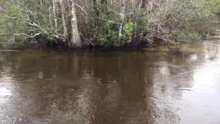 Turkey creek park, Niceville, Destin Florida 